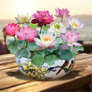 Four Seasons Water Culture Water Lily Aquatic Bowl Lotus Flower Potted Ornamental Hydroponic Plant Seeds Root Block Indoor Flower Balcony