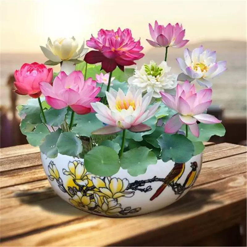 Четыре сезона, водная культура, водяная лилия, водная чаша, цветок лотоса, горшок, декоративные семена гидропонных растений, корневой блок, комнатный цветок, балкон.