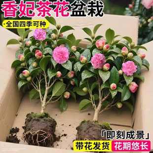 �軨���Ԏ����� ������ɫ�൤ �ļ����G�̨ͥԺ�Gֲ���B��