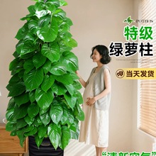 ���~�G�}�������Կ͏d���;Gֲ�҃ȾG�}����ȩ�����՚�ֲ����B��