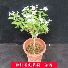 笔尖茉莉白色单瓣茉莉盆栽室内植物四季常青花卉年多次开花浓香型