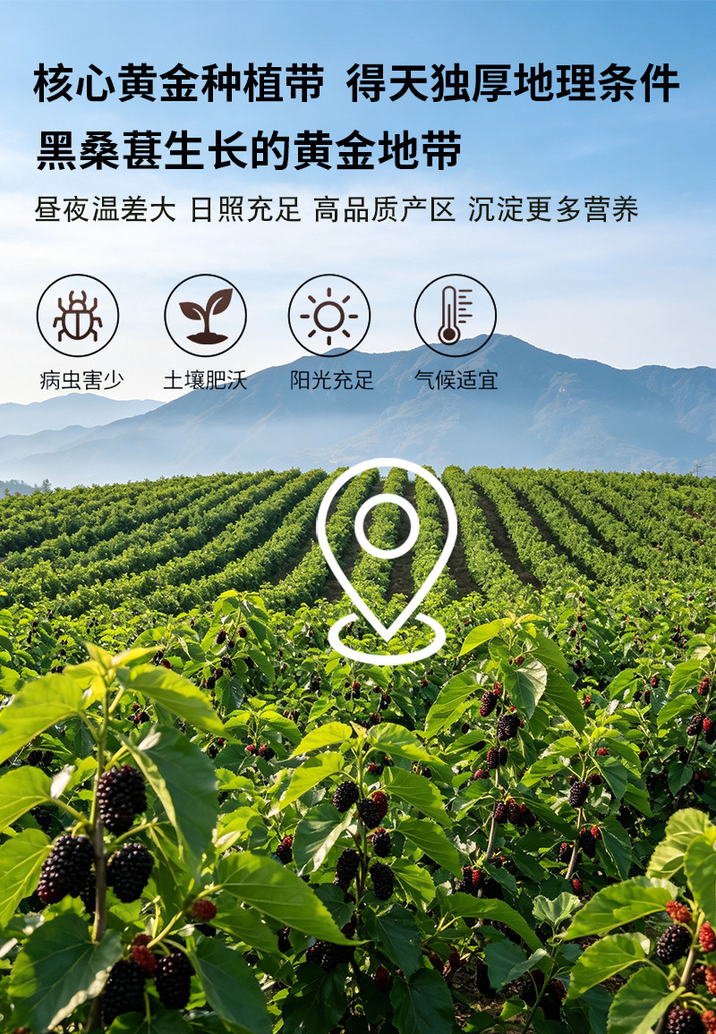 Dried Mulberry Fruit Sang Shen Zi 500g Bulk Black Mulberries Herbal Snack and Tea Ingredient preparation