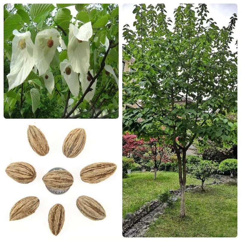 批发林木种子珙桐树种子珙桐苗种子珙桐种子