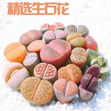 ��ʯ������ֲ������ƨ�ɻ����ܾGֲ���҃Ⱥ��Bƨƨ������ֲ�����l