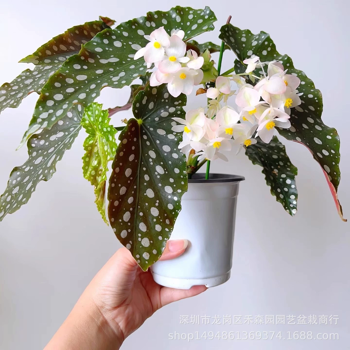 Рыба с розовым флагом, горшечное растение бегонии, бамбуковый тип, комнатный цветной лист таро, калла, цветок бегонии, лиственное гидропонное растение, горячее растение