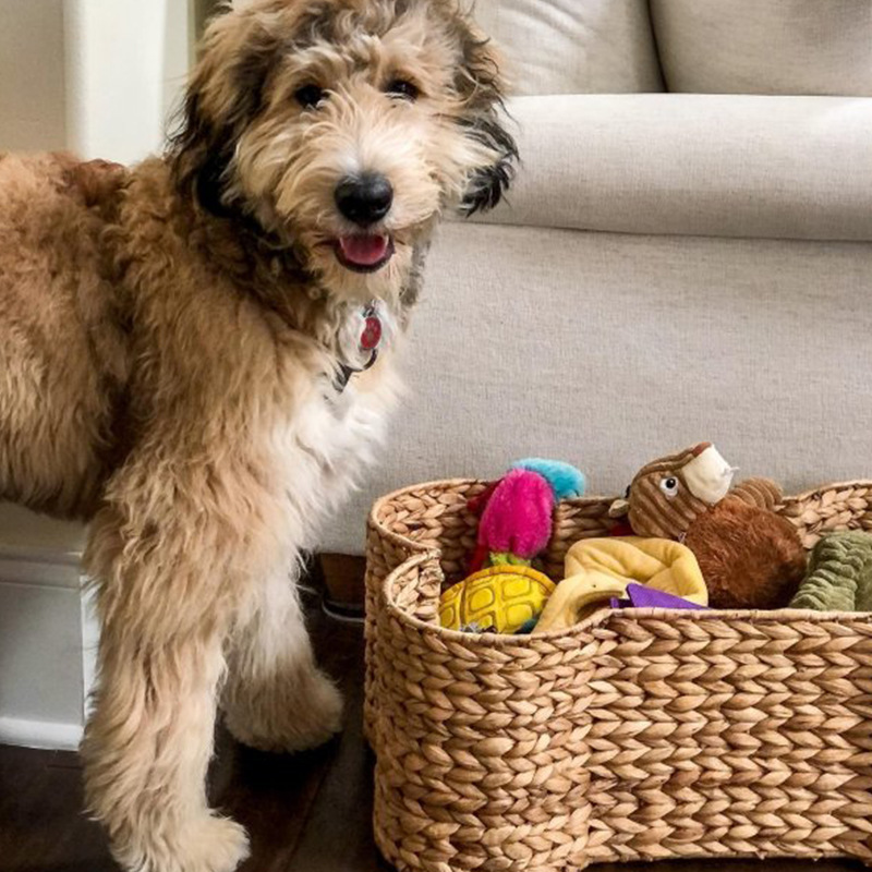 Cesta de almacenamiento en forma de hueso de perro Cesta de almacenamiento en forma de hueso de perro Cesta de almacenamiento de frutas y verduras sala de estar
