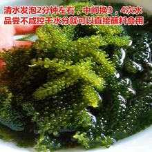 新鲜海葡萄即食长寿菜海带海藻菜裙带菜寿司绿色鱼子酱100g