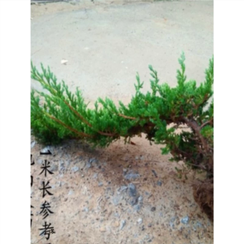 Ландшафт с сосной в горшке, вечнозеленое ценное офисное кресло для дома и улицы, пятиигольная сосна Хуаншань, настоящая сосна.