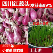 С���[���r�t�[�^С�[�^���[�^�[����С���[�^�t�[�^