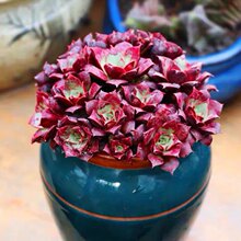 ���_����Ⱥ�����tɫ�����_����Ⱥ��ֲ�｛��С�F؛�����؃r�����B