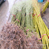 Nursery Direct Selling Liushu Temple Green Skin willow, yellow yaki willow, willow seedlings are full of price discounts