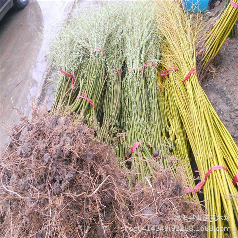 苗圃直销柳树庙 青皮垂柳 黄垂柳 直柳树苗 规格齐全 价格优惠-阿里巴巴