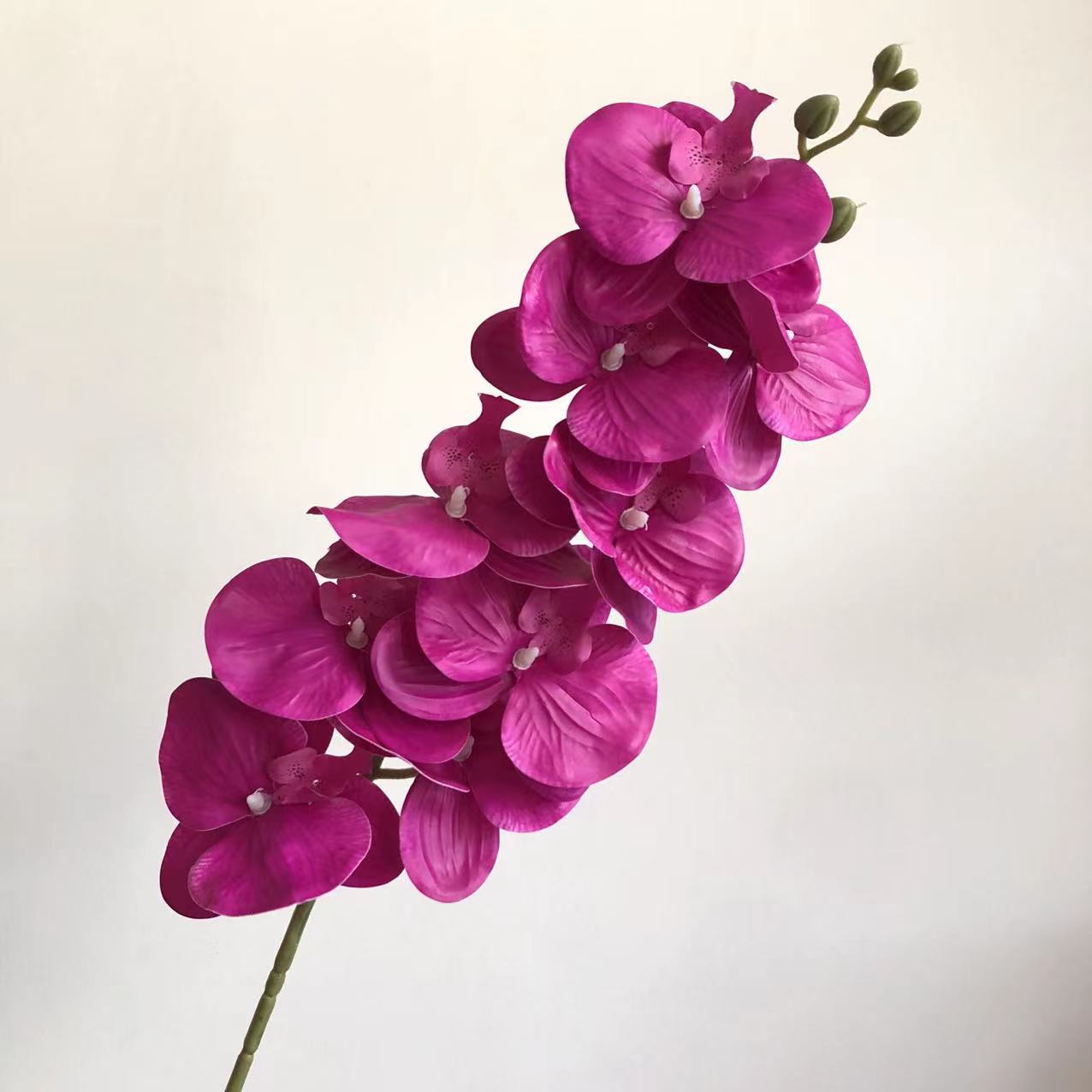 로즈 레드