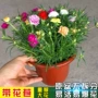 盆栽重瓣大花花苗花卉