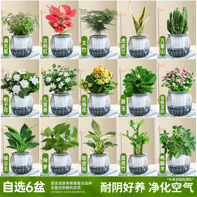 [선택한 녹색 식물과 꽃 화분 6개] 품종 비고