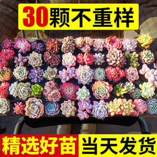 Succulent Indoor Potted Plants, Small Jade Dew Succulent Premium Flower Seedlings, Large Green Plants, Imported and Easy to Grow