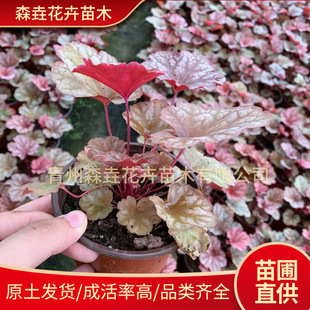 Alum Root Potted Balcony House Courtyard Large Seedlings Colorfulful Foliage Flower Border Green Plants Alum Root Plants Cold-Resistant Indoor Florals