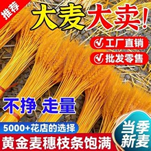 �S�������Ȼ����ɻ��廨�����_�I���@�[�����l�b͏d����S��
