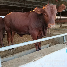 鲁西黄牛   改良肉牛犊 西门塔肉牛犊 三元杂交牛 利木赞牛等牛犊