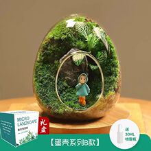 苔藓微景观蛋壳盆栽成品办公室桌面好养绿植微观世界生态瓶亚马逊