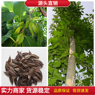 ���ٷN�Ӷ��٘�N�ј����ľG����ľ�N�Ӷ���Ƥ�N�ļ�ͥԺ�ͺ�