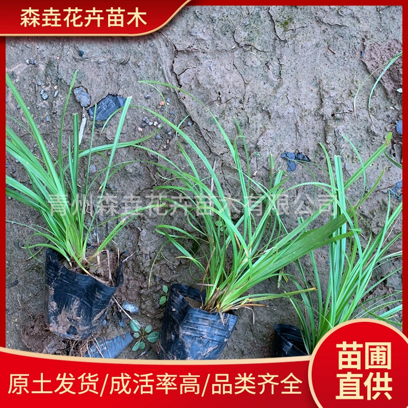 Yulongcao Ophiopogon japonicus широколистные саженцы теневыносливые и морозостойкие всесезонные вечнозеленые комнатные растения для двора вечнозеленые Yulongcao