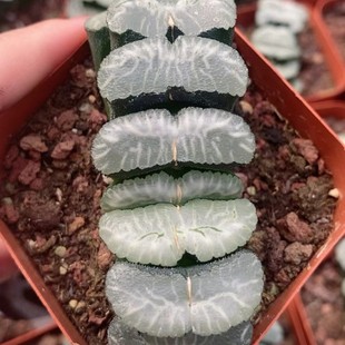 Green Dragon Jade Fan Japanese Green Plant Potted Landscape Succulent Plant Greenhouse Wholesale Agave Cactus Succulent Plant