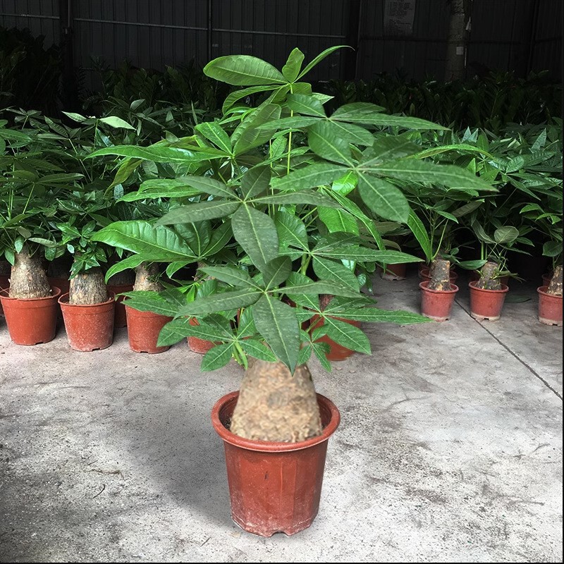 Money Tree Potted Plant Indoor Living Room Fortune Tree Evergreen All Year Round Purifying Air Formaldehyde Absorbing Green Plant Small Bonsai