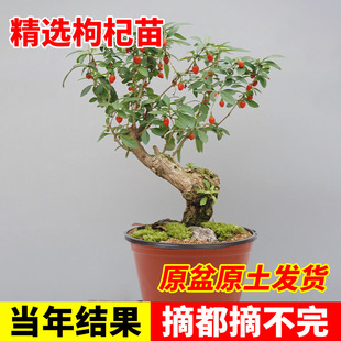 �t����辰�䌎���Ϸ������ļ�����Ե��Ժ���轹��������