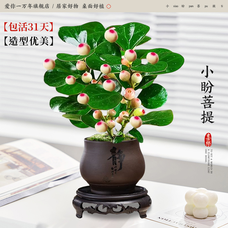 Xiaopan Bodhi + Jingzi 모래 분지 + 둥근 베이스 (포장 돌 + 영양 용액 포함)