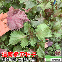双面紫苏种子可食用紫苏苗子种籽四季盆栽香料苏子叶籽种蔬菜种孑