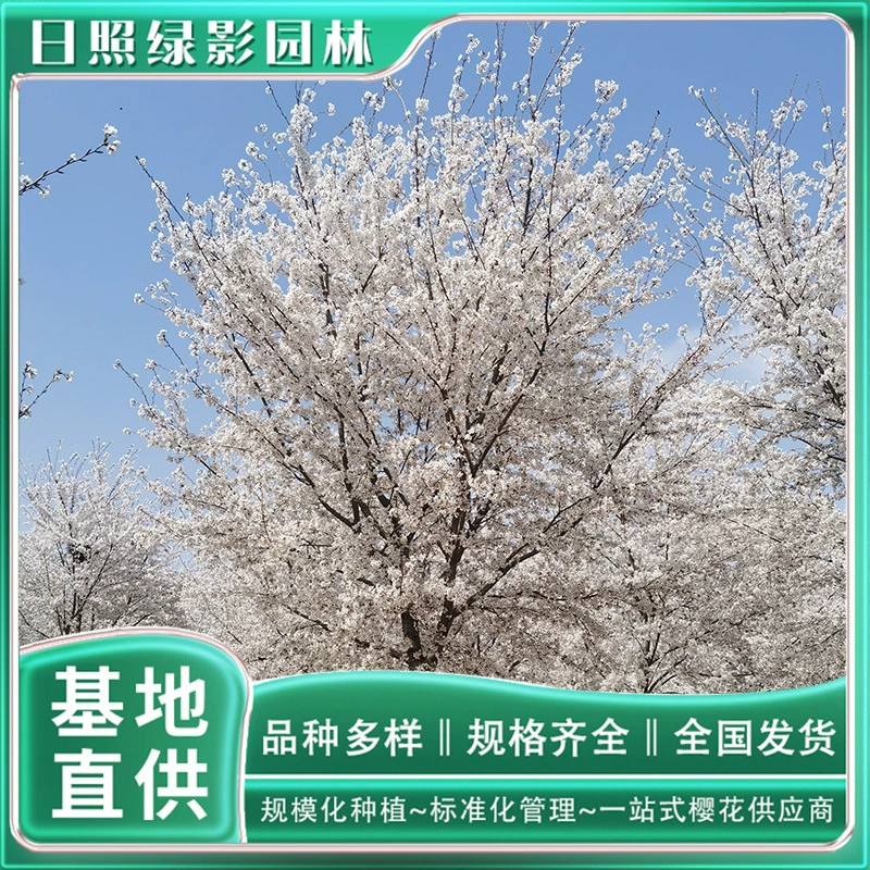 10 см высокий стержень окрашенный хорошо Йошино саженец саженца Цитата зеленый теневой сад высокий стержень Йошино Сакура посадочная база