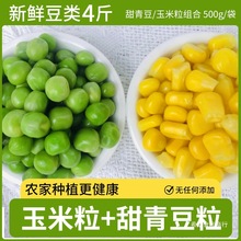 ���r���������ඹ�M�����㶹���ك��s��ʲ�\�ˌ����oʳ�߲�������