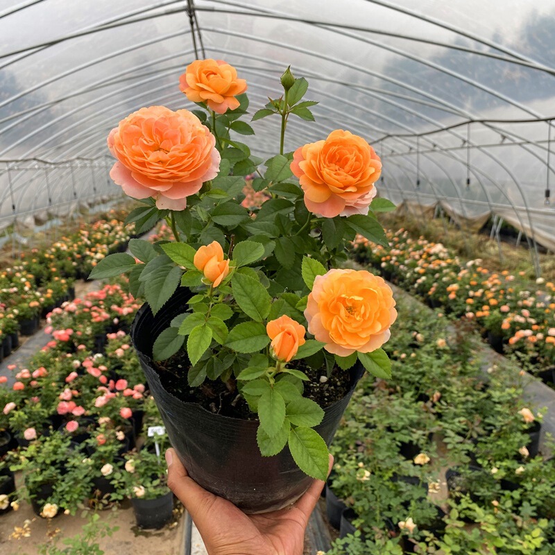 Potted Shrub Rose Flower Seedlings Juice Balcony Strong-Scented Flower Plant Courtyard Rose Rose Seedlings with Buds