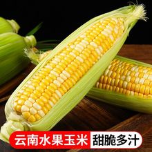 云南新鲜金银爆浆水果玉米非转基因脆甜玉米当季云南水果玉米批发