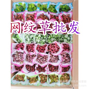 ���l�W�y������С���Բ�ɫ����С�ɐ�ֲ�����ϲ���k���Ҽt�۲��~