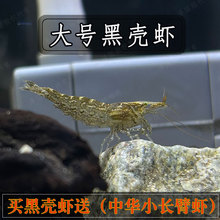 成年大号黑壳虾鱼缸清洁冷水宠物观赏乌龟活体口粮淡水除藻工具虾