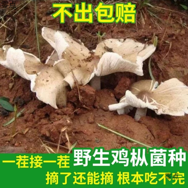 雲南アサガオ菌種、家庭で四季折々に栽培、三塔菌種、家庭で栽培されたアサガオ食用菌種、1個から送料無料|undefined