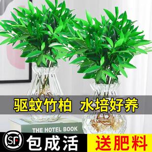 Bamboo and Cypress Hydroponic Plants Indoor Water Culture Mosquito Repellent Bamboo Green Plants Flower Pots Office Desktop Evergreen Easy to Maintain All Year Round
