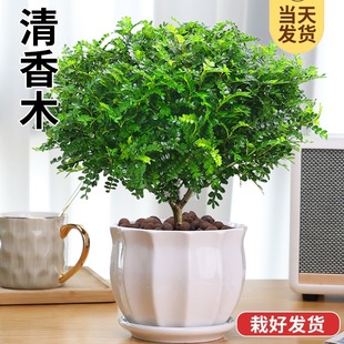 Fragrant Pepper Wood Potted Green Plants, Mosquito Repellent Grass, Flower Plants, Indoor Saplings, Nine-Mile Fragrant Old Stump Bonsai