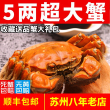 大闸蟹现货鲜活螃蟹全母公蟹礼盒装代发顺丰包邮