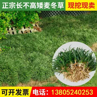 矮麦冬草耐寒黑麦冬绿化草坪植物矮生麦冬草苗玉龙草