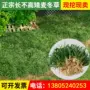 植物矮生绿化耐寒麦冬草
