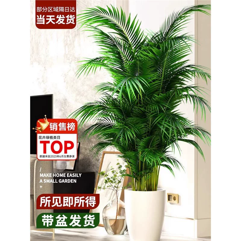 Большое комнатное растение в горшке из пальмы арека для гостиной, простое в уходе, подходит для офиса, большая напольная пальма арека.