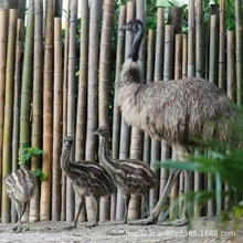 鸵鸟苗活体 成年观赏非洲驼鸟出售租赁 宠物鸸鹋幼崽鸵鸟蛋批发