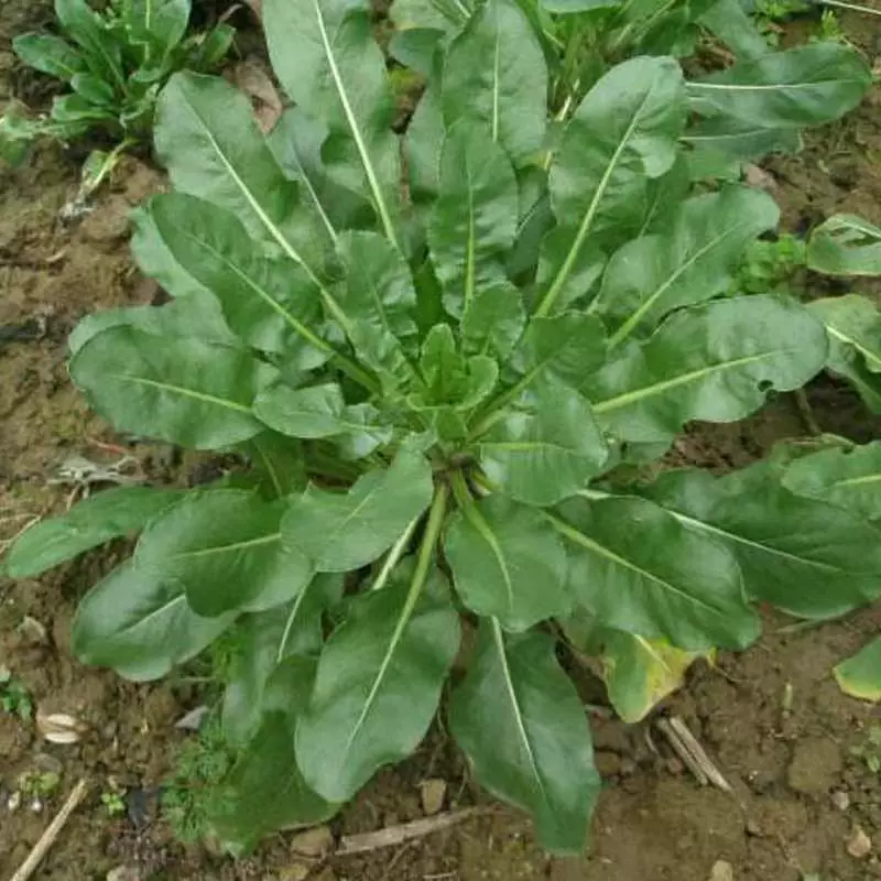 Семена индигоферы, листья и стебли индиго можно использовать для изготовления натуральных растительных красителей индиго-синего цвета, семена китайских лекарственных трав.