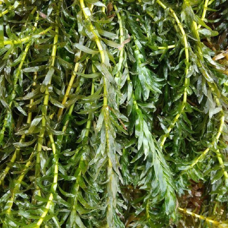 Погружные растения Hydrilla verticillatum Элодея Лисохвост водоросли Горькая трава Очистка воды Иствуд