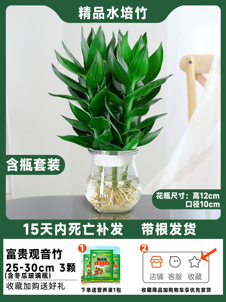 [병포함] 뿌리가 있는 관음대나무 3그루 + 레이스 유리병, 무료 영양액