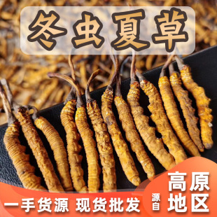 Прямая поставка Cordyceps Sinensis Big Good