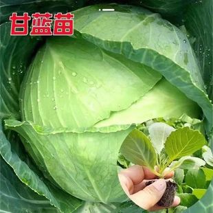 Green Cabbage Seedlings in Trays with Soil, Cold-Resistant Cabbage, Large-Headed Cabbage Seedlings, Mini Flat Round Cabbage Seedlings
